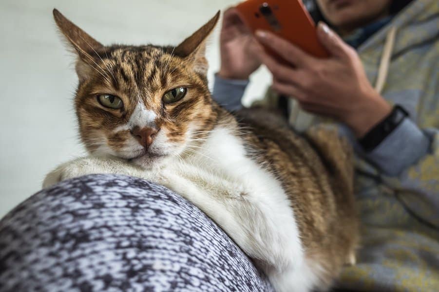 woman sitting while holding cellphone with cat on her lap