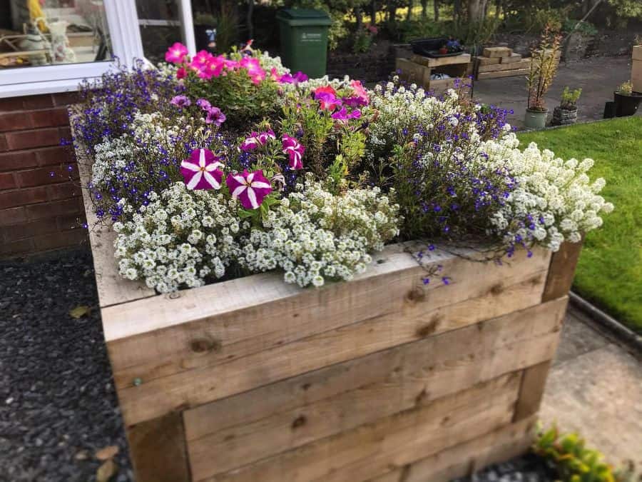 raised wood flower bed colorful flowers