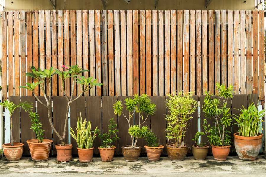 Potted plants arranged in front of a rustic timber screen fence, creating a natural backdrop.
