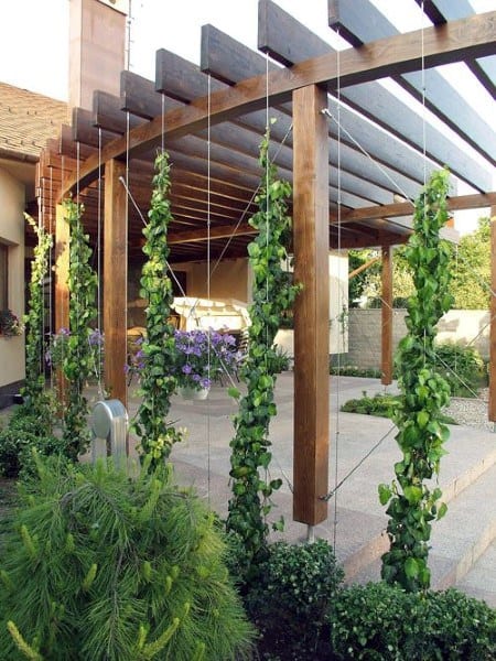 Elegant wooden pergola with climbing greenery, creating a natural and serene outdoor retreat.