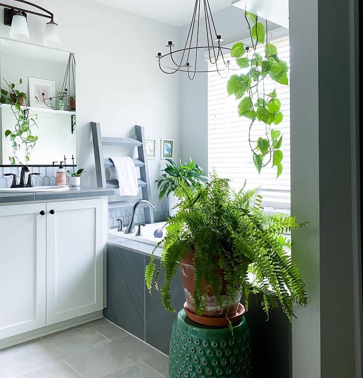 Farmhouse-style bathroom with plants, a large mirror, and towel rack, sunlight streams in through the window
