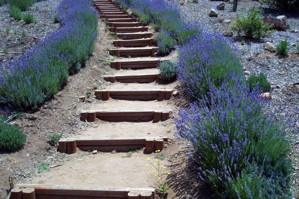 Walkway of wooden steps bordered by lush lavender shrubs in a garden