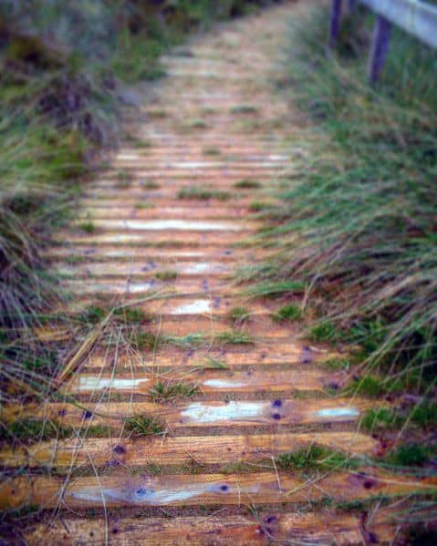Walkway path made of wood, flanked by tall grass