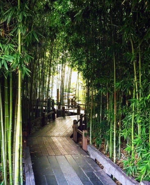 Walkway through a dense bamboo forest with sunlight streaming in