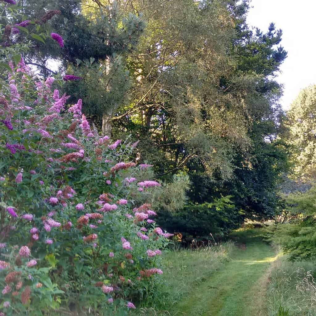 woodland shade garden with grass driveway 