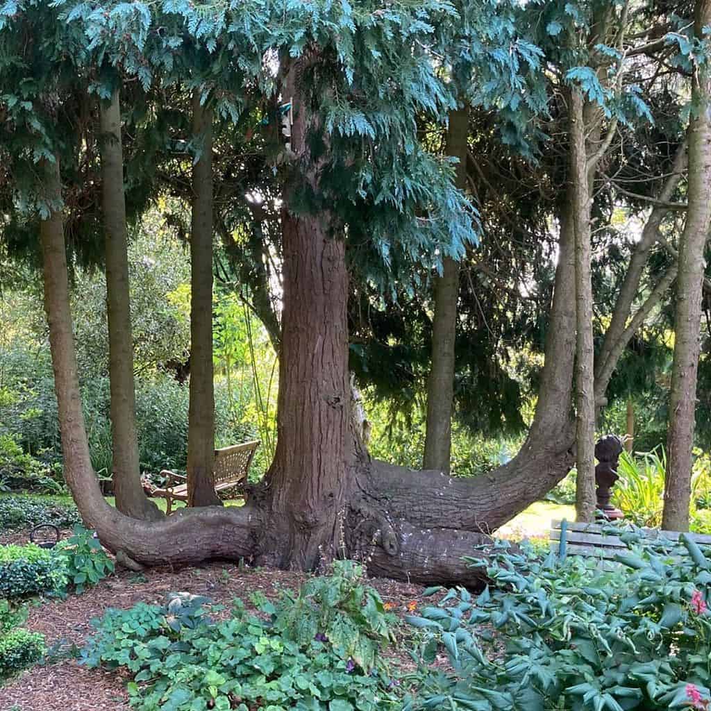 large old tree in garden with park benches 