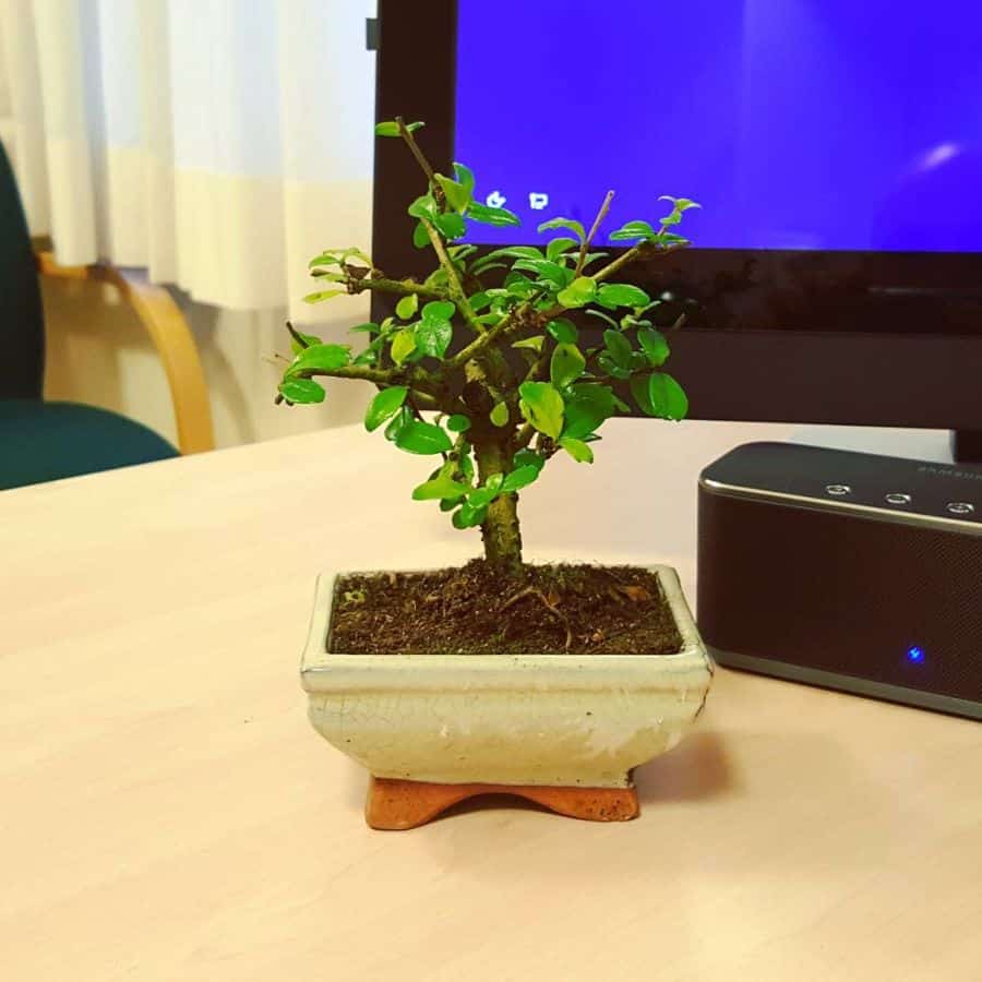 zen office cubicle decor bonsai